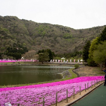 Fuji Shibazakura Matsuri 6