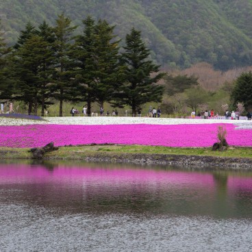Fuji Shibazakura Matsuri 7