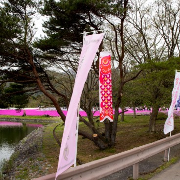 Koi Nobori au Fuji Shibazakura Matsuri