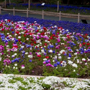 Tulipes au Fuji Shibazakura Matsuri