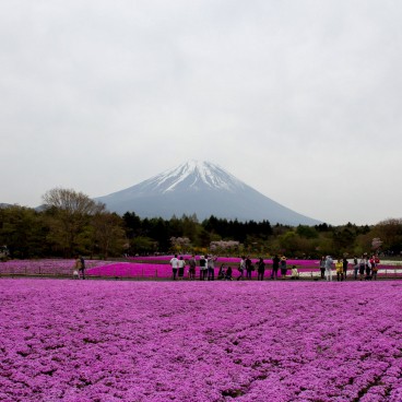 Cerisiers-pelouses et Mont Fuji au Fuji Shibazakura Matsuri 3