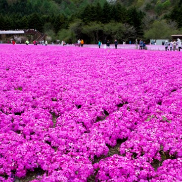 Cerisiers-pelouses au Fuji Shibazakura Matsuri 3