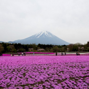 Cerisiers-pelouses et Mont Fuji au Fuji Shibazakura Matsuri