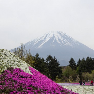 Le Mont Fuji et son double au Fuji Shibazakura Matsuri