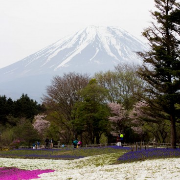 Cerisiers-pelouses et Mont Fuji au Fuji Shibazakura Matsuri 4