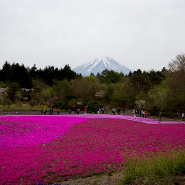 Minobu (Yamanashi, Mont Fuji), festival Fuji Shibazakura Matsuri et mont Fuji
