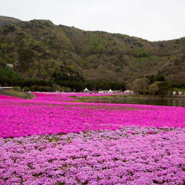 Fuji Shibazakura Matsuri 3