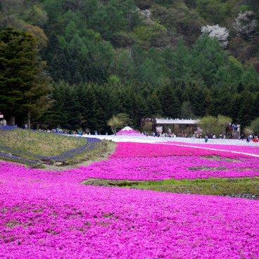 Fuji Shibazakura Matsuri 4