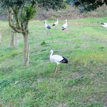 Kinosaki Onsen (Hyogo), Parc Konotori no Sato 3