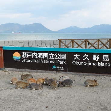 Okunoshima, Groupe de lapins