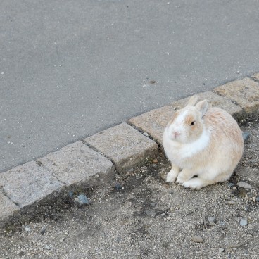 Okunoshima, Lapin 2