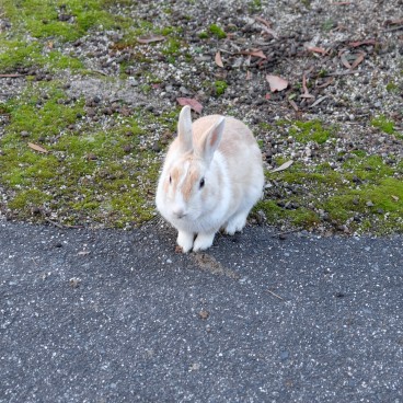 Okunoshima, Lapin 3