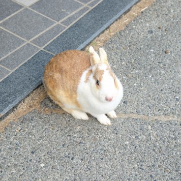 Okunoshima, Lapin