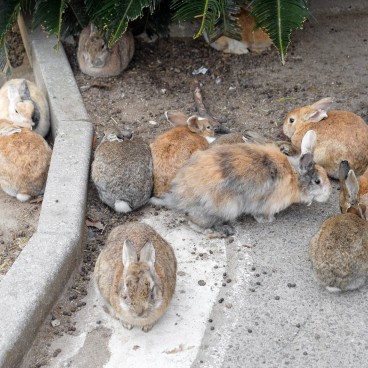 Okunoshima, Lapins 2