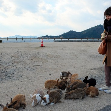 Okunoshima, Nourrissage des lapins
