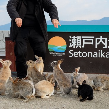 Okunoshima, Nourrissage des lapins 2