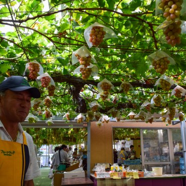 Cueillette de raisin à la ferme Shirone Grape Garden à Niigata 2