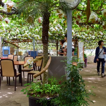 Tables pour consommer sa récolte à la ferme Shirone Grape Garden à Niigata