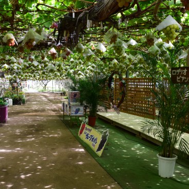 Cueillette de raisin à la ferme Shirone Grape Garden à Niigata