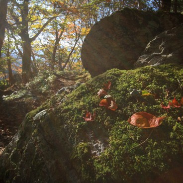Mont Tsurugi (Shikoku), végétation d'automne