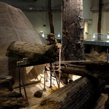 Oda, Forêt pétrifiée d'Azukihara