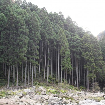 Hozugawa kudari (Kameoka), vue sur la forêt 2