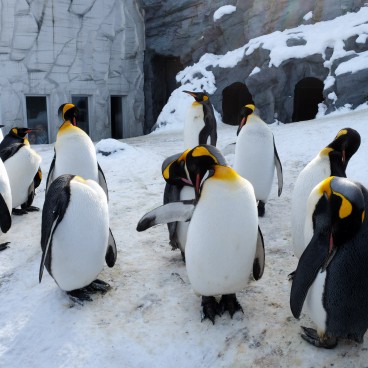 Asahikawa, Zoo Asahiyama Dobutsuen 3