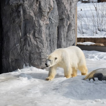 Asahikawa, Zoo Asahiyama Dobutsuen 4