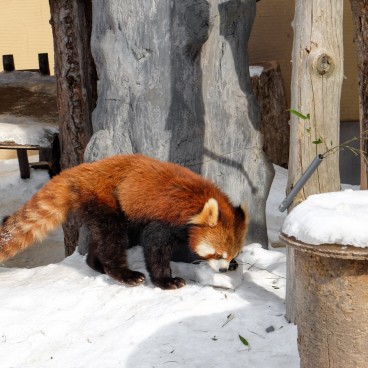 Asahikawa, Zoo Asahiyama Dobutsuen 5
