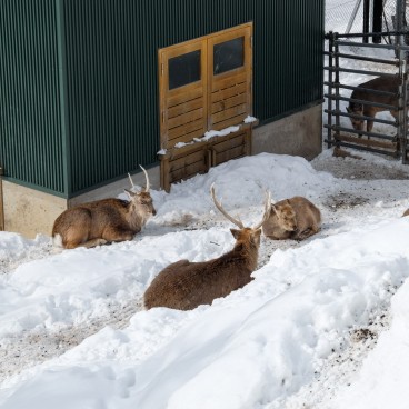 Asahikawa, Zoo Asahiyama Dobutsuen 6