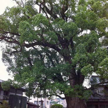 Dazaifu (Kyushu), arbre camphrier