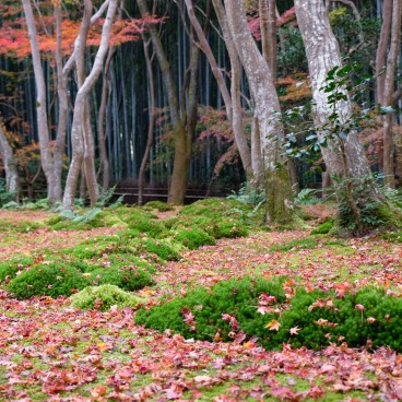 Mousses, feuilles d'érable et bambous au temple Gio-ji (Arashiyama, Kyoto)