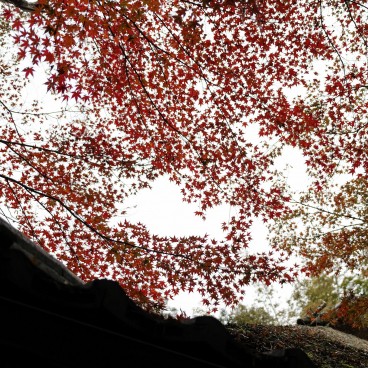 Erables rouges en automne au temple Gio-ji (Arashiyama, Kyoto)
