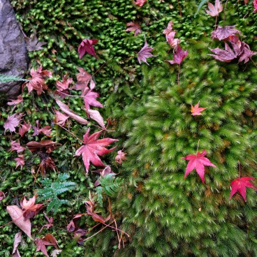Mousses et feuilles d'érable au temple Gio-ji (Arashiyama, Kyoto)