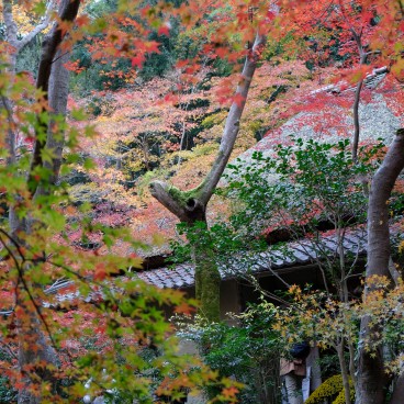 Gio-ji : temple de mousses et érables à Arashiyama 5