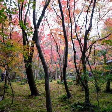 Gio-ji, temple de mousses et érables à Arashiyama