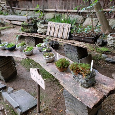 Variétés de mousses du temple Gio-ji (Arashiyama, Kyoto)