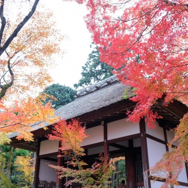 Porte Niomon du Jojakkoji-ji et érables rouges