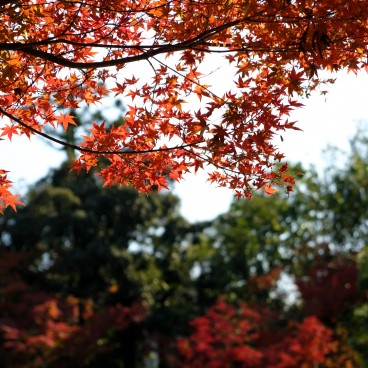 Jardin Murin-an à l'automne à Kyoto 4