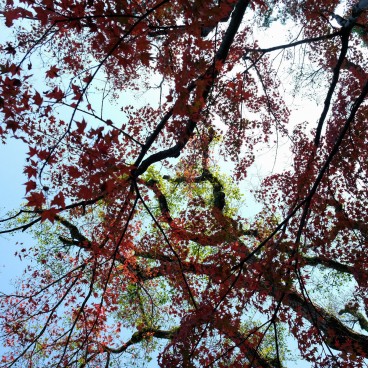 Jardin Murin-an à l'automne à Kyoto 6