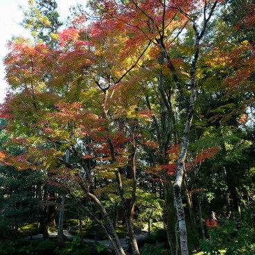 Jardin Murin-an à l'automne à Kyoto 2