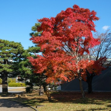 Musée national de Kyoto, parc en automne