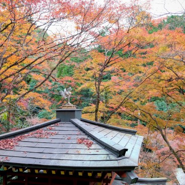 Otagi Nenbutsu-ji (Kyoto) en automne