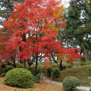 Beaux érables en automne au jardin Shukkei-en 4