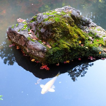Tenju-an (Kyoto), bassin aux carpes