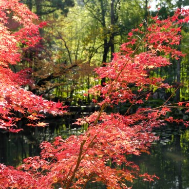 Tenju-an (Kyoto), bassin et érables en automne