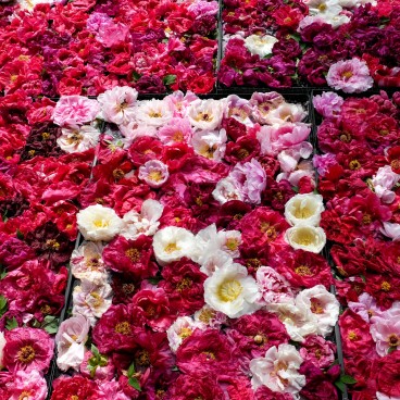 Yushi-en, Arrangement floral de pivoines 2