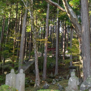 Choan-ji (Hakone), vue sur la forêt et les statues