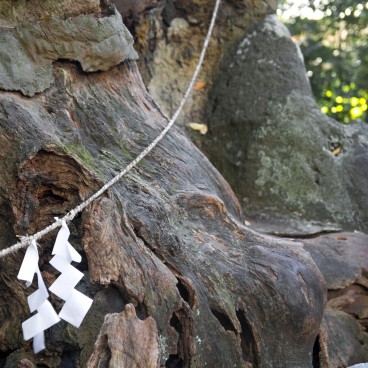 Camphrier géant Ookusu au Kinomiya-jinja 2