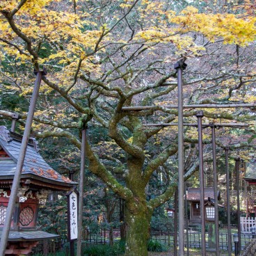 Kitaguchi Hongu Fuji Sengen (Fujiyoshida), Allée d'érables Nanairo Momiji